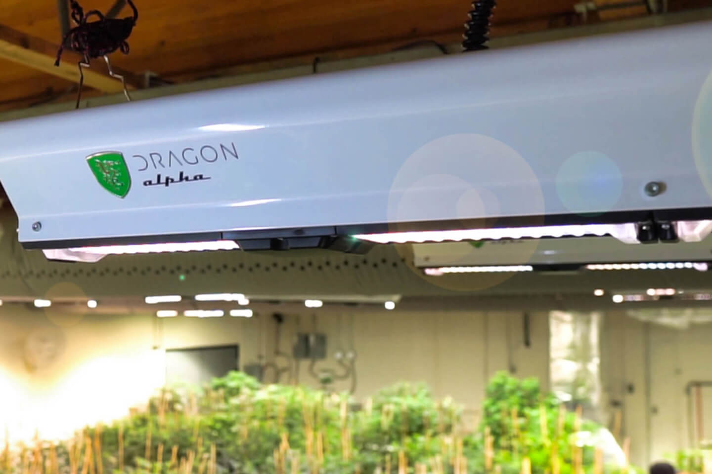 Light Delivery in Greenhouses – An Inevitable Evolution of Technology