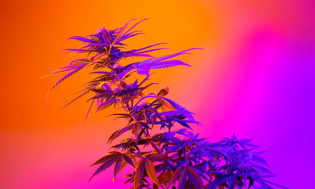 Unlocking Cannabis’ Full Potential: The Case For and Against UV