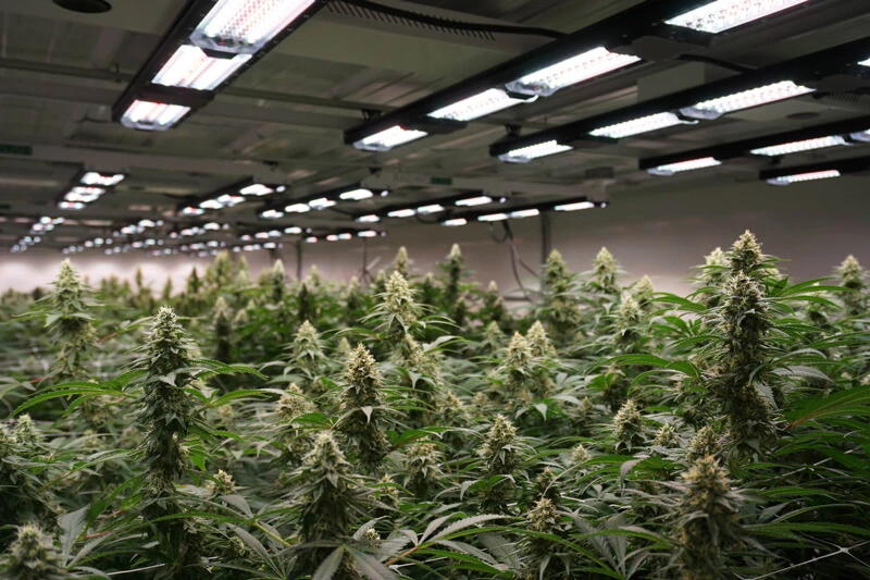 Types of Grow Lights 101 – Everything You Need to Know for Indoor Plants