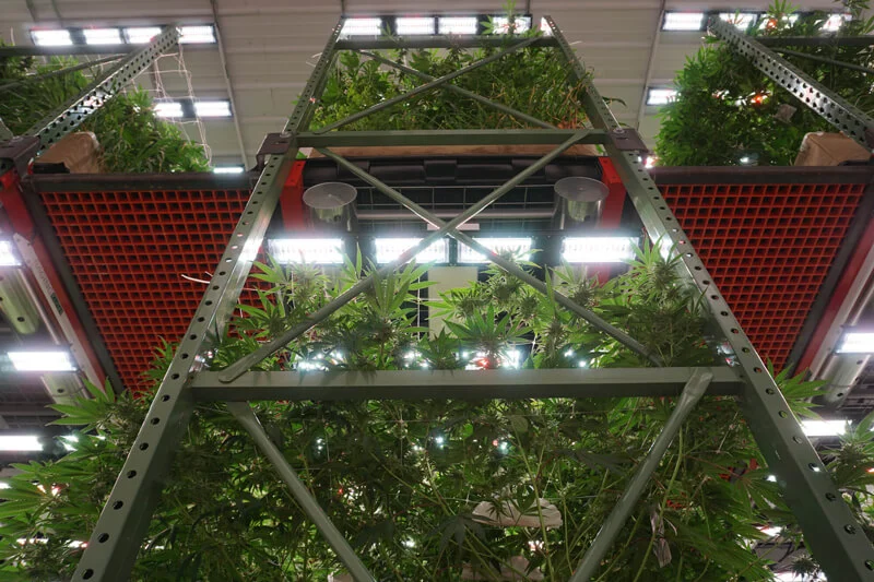 What is a Vertical Cannabis Grow?