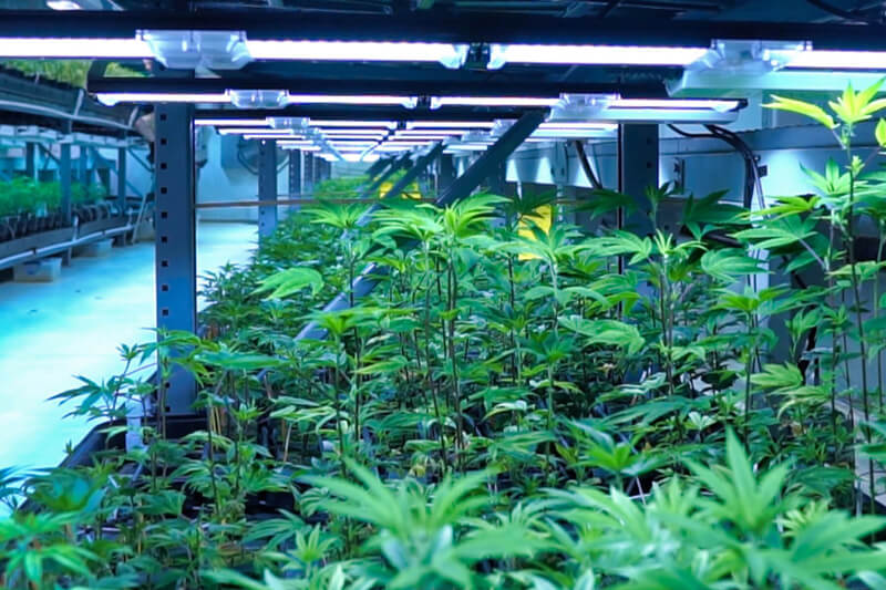 How Close Should Grow Lights Be to Plants?