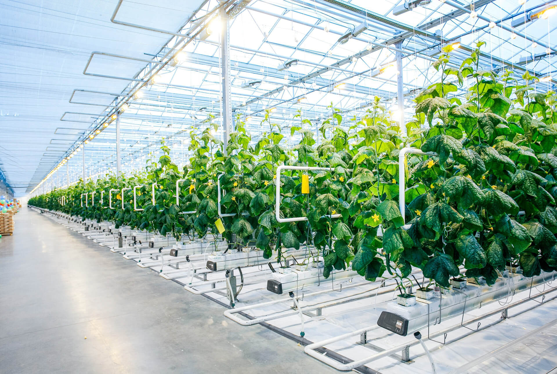 Greenhouse Farming: Everything You Need to Know&nbsp;