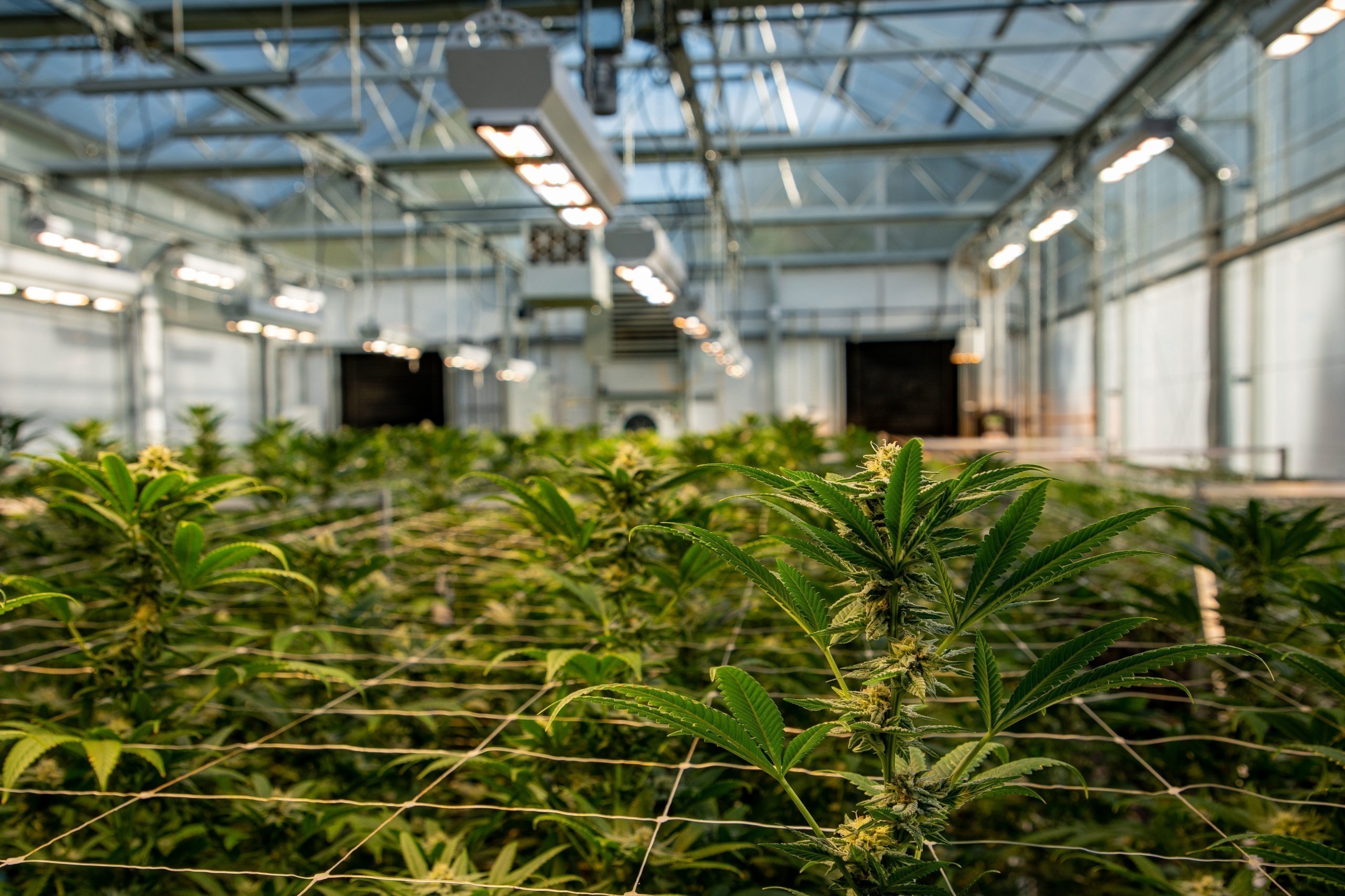 Greenhouse LED grow lights
