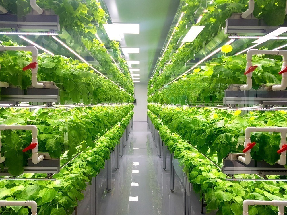 Vertical Farming: Pros and Cons