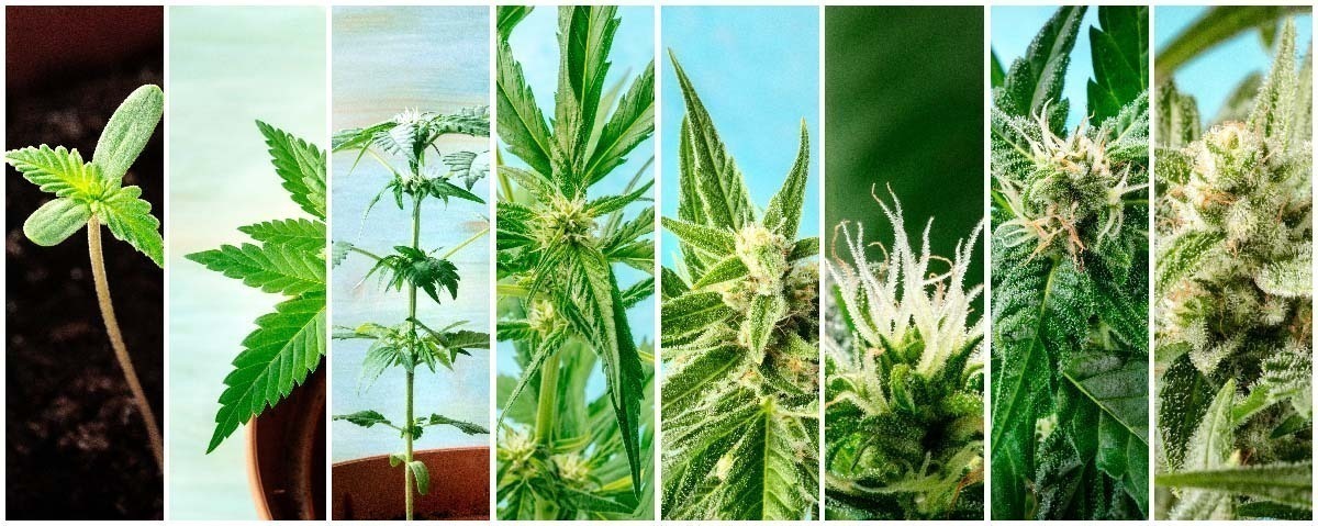 Stages of Growing Weed 101 – The Top Things You Need to Know