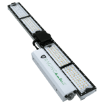 Raging Kale Scynce LED