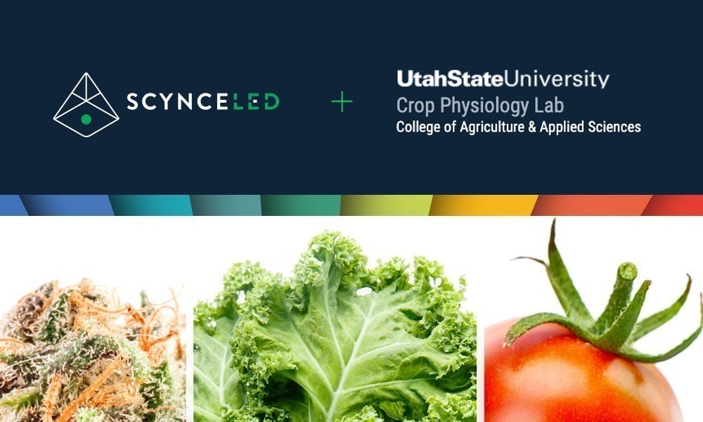 A Huge Milestone for Scynce