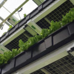 kale-slider-image2